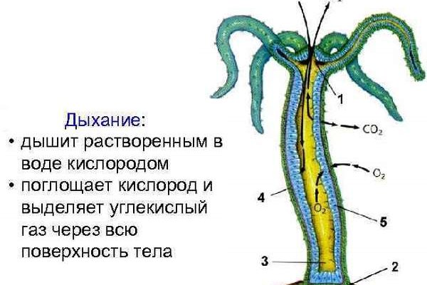 Kraken официальное зеркало kraken dark link