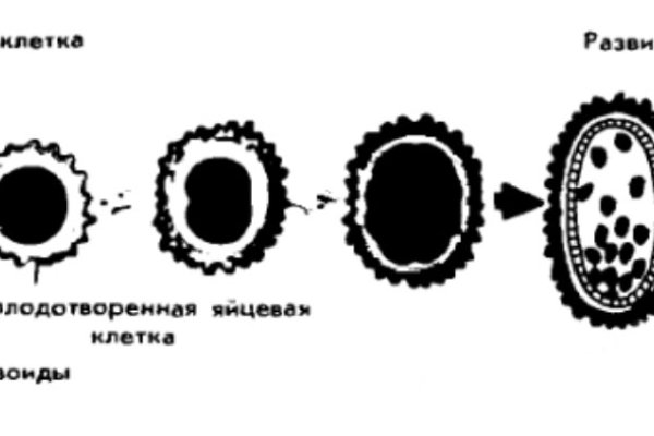 Кракен макет даркнет